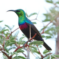 Marico Sunbird